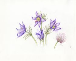 Pulsatilla vulgaris